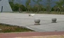 福州抖音爆料真实事件最新,惊现街头奇闻，真相令人咋舌！